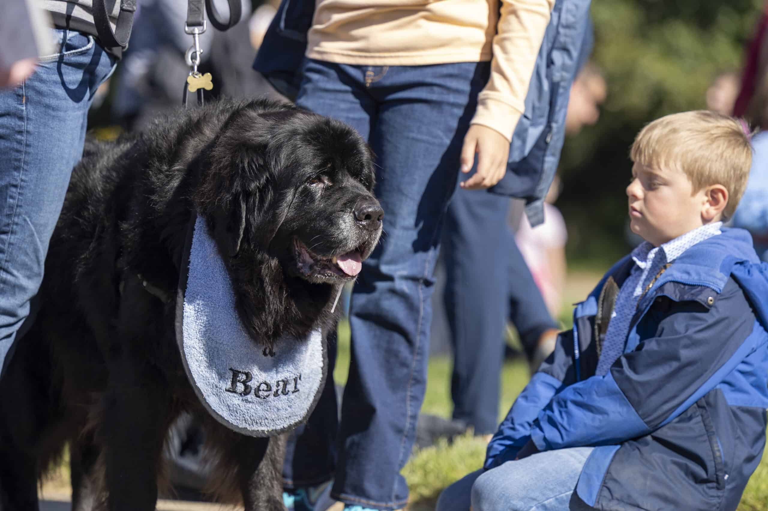A young boy in a blue jacket interacts with a large black dog wearing a bandana at an outdoor event.