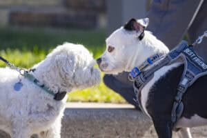 Two dogs, a white fluffy one and a black and white one, meet nose-to-nose outdoors, with a person nearby.